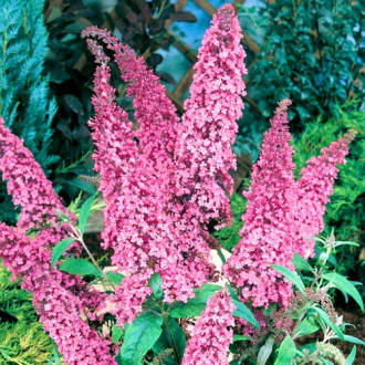 Buddleja davidii Pink Delight imagine 15
