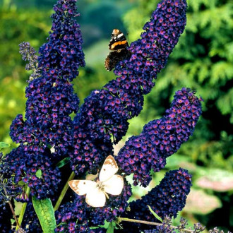 Liliac de vară Black Knight imagine 13