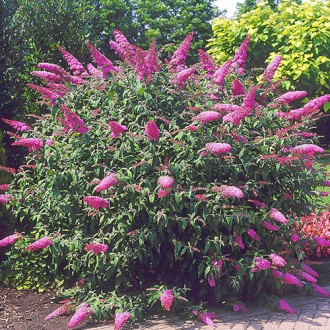 Budleja Dawida Border Beauty interface.image 5