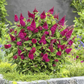 Budleja Dawida Butterfly Red PBR, С3 interface.image 15