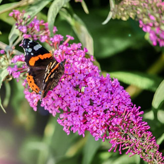 Budleja Dawida Purple Prince, P9 interface.image 9