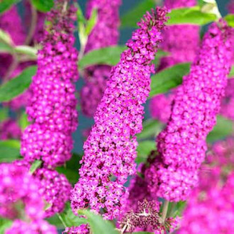 Budleja Dawida Summer Beauty interface.image 1
