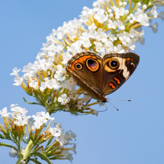 Budleja Dawida White Bouquet interface.image 11