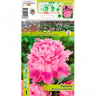 Bujor Monsieur Jules Elie imagine 17