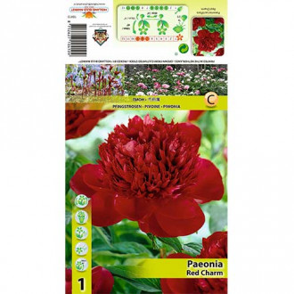 Bujor Red Charm imagine 10