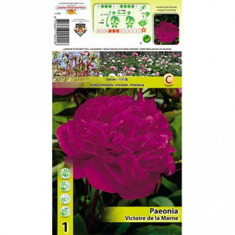 Bujor Victoire de la Marne imagine 15