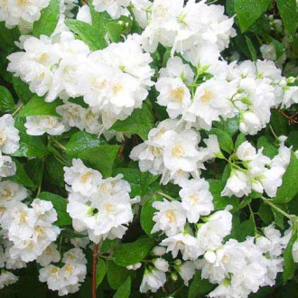 Булчински венец Mont Blanc изображение 3