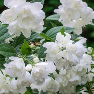 Булчин венец Rosace изображение 4