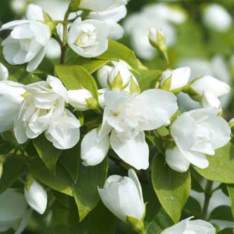 Булчин венец Virginal изображение 7