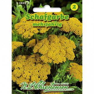 Бял равнец (Achillea) изображение 5