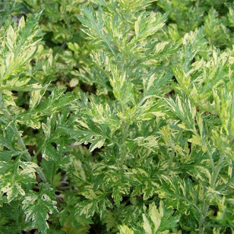 Bylica pospolita Aureovariegata interface.image 1