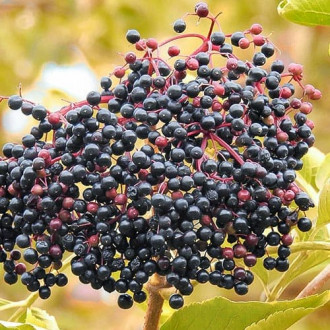 Бъз черен изображение 1