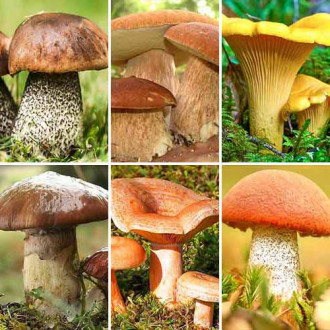 Super oferta! Grzybobranie, zestaw 6 odmian grzybni interface.image 2