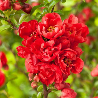 Дюля японска Red Joy изображение 5