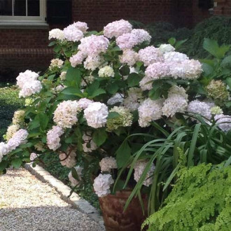 Hortensia macrophylla Madame Emile Mouillere, C2 imagine 1
