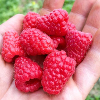 Малина Tulameen изображение 10