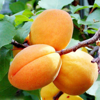 Cais Big Bomba imagine 11