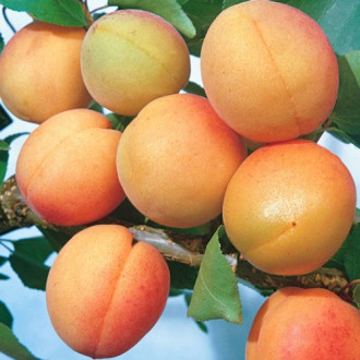 Cais Fodula imagine 17