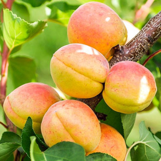 Cais Goldrich imagine 14