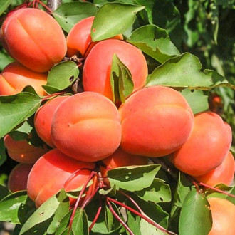 Cais Harcot imagine 13