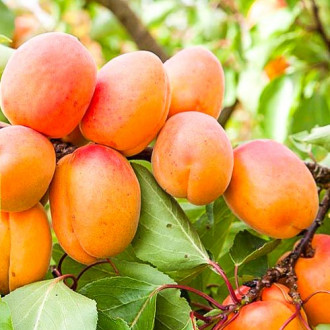 Cais Lener imagine 2