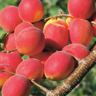 Cais Paroly imagine 16