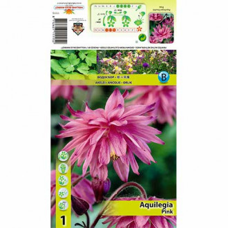 Căldărușă (Aquilegia) Pink imagine 12