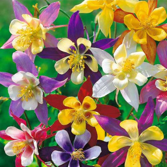 Căldăruşă McKana amestec imagine 7