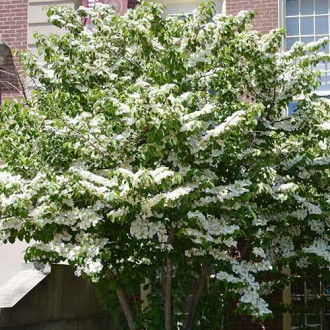 Călin Cascade imagine 7