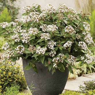 Călin Eve Price imagine 3