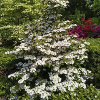 Călin Kilimandjaro Sunrise PBR, C3 imagine 16