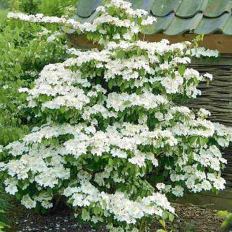 Călin Kilimandjaro imagine 4