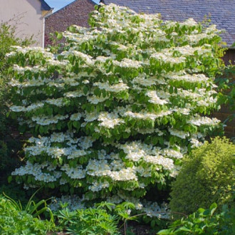 Călin Lanarth imagine 8