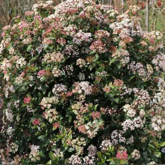 Călin Lisarose imagine 11