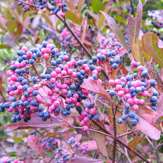 Călin Pink Beauty imagine 1