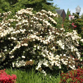 Călin Pinkawai imagine 15