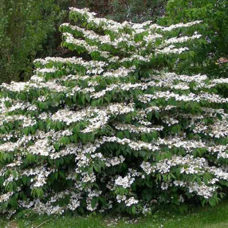 Călin Shirogami imagine 5