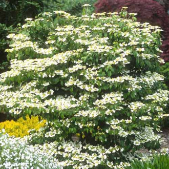 Călin Summer Snowflake imagine 14