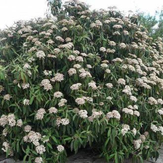 Călin Wilowwodd imagine 9