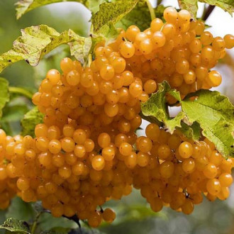 Călin Xanthocarpun imagine 6