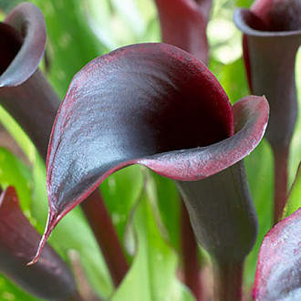 Calla  Black Star interface.image 9