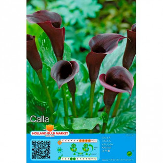 Calla Black interface.image 5