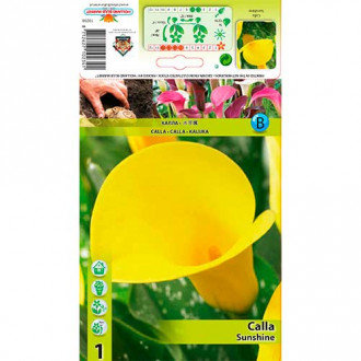 Calla (Cantedeskia) Sunshine interface.image 8