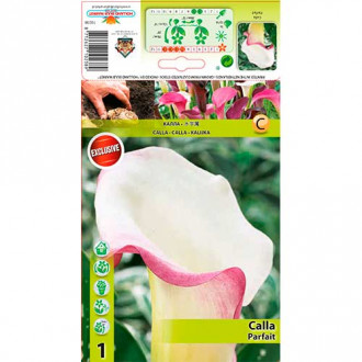 Calla (Cantedeskia) Parfait interface.image 2