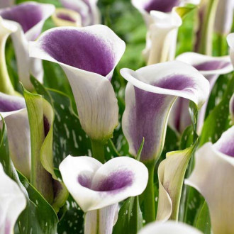 Calla  Picasso interface.image 13