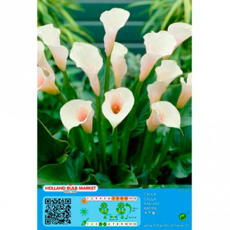 Calla White interface.image 6