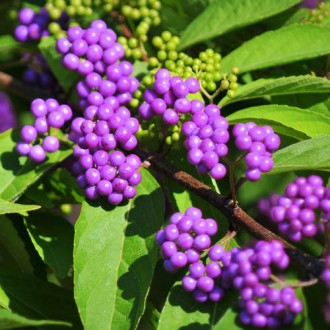 Callicarpa bodinieri Giraldii imagine 3
