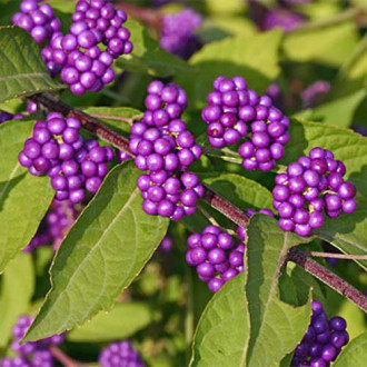 Callicarpa dichotoma imagine 1
