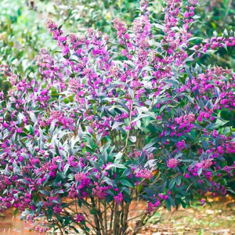 Callicarpa Pearl Glam изображение 2