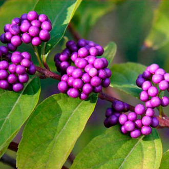 Callicarpa Profusion imagine 5